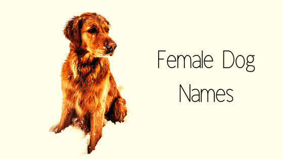 how to chose female dog names